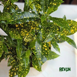 Croton Gold