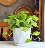 Pothos - Image 2
