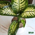 Diffenbachia - Image 2