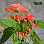 Anthurium Andreanum