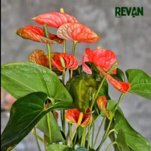 Anthurium Andreanum
