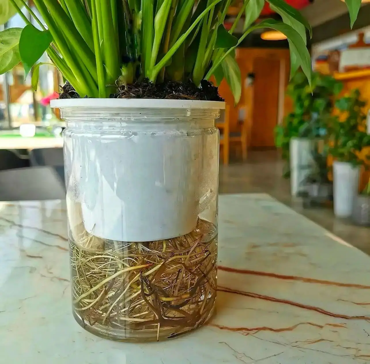 Fresh Spathiphyllum Plant Bahrain in Water Pot