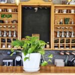 Money Plant/N'joy pothos - Image 2