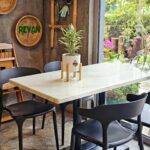 Dracaena Reflexa - Image 3