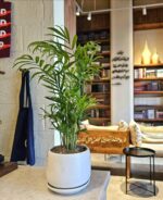 Dypsis lutescens, Chrysalidocarpus lutescens - Image 2