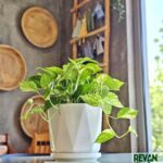 Money Plant/N'joy pothos