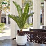 Cycas - Image 3