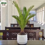 Cycas - Image 2