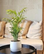 Dypsis lutescens, Chrysalidocarpus lutescens - Image 3