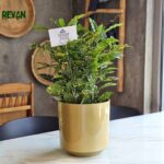 Croton Gold - Image 3