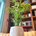 Dypsis lutescens, Chrysalidocarpus lutescens