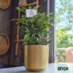 Croton Gold - Image 2