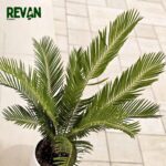 Cycas