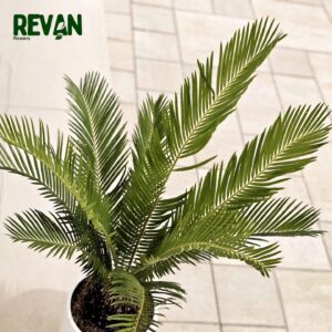Cycas