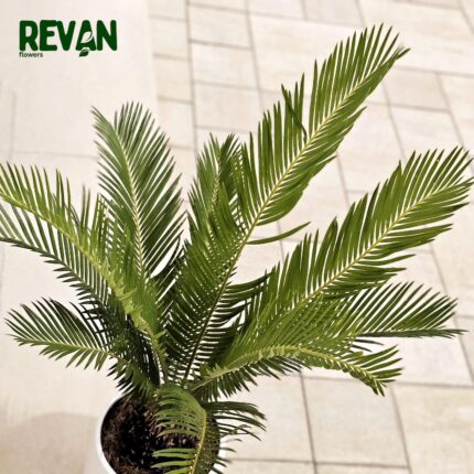 Cycas
