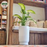 Diffenbachia _Tropic _Snow