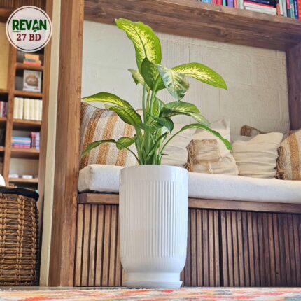 Diffenbachia _Tropic _Snow