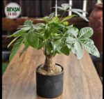 Pachira Aquatica - Image 2