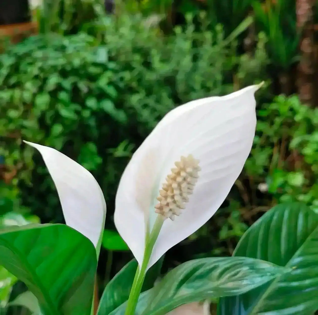Fresh Spathiphyllum Plant Bahrain in Water Pot