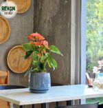 Anthurium Andreanum - Image 3