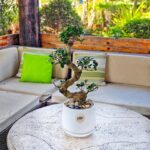 Ficus Bonsai S shape