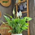 Spathiphyllum