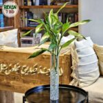 Lucky Bamboo - Image 2