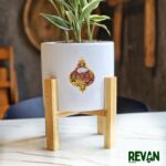 Dracaena Reflexa - Image 2