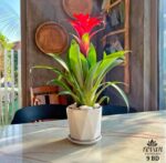 Guzmania - Image 2