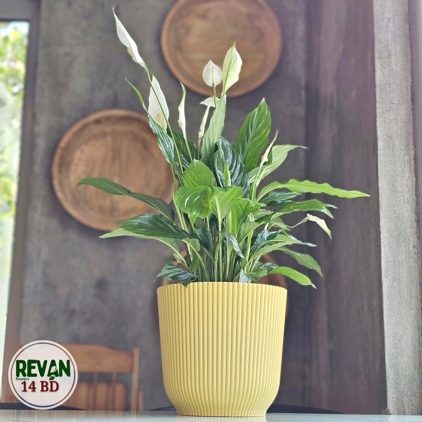 Spathiphyllum Peace Lily plant with white flowers