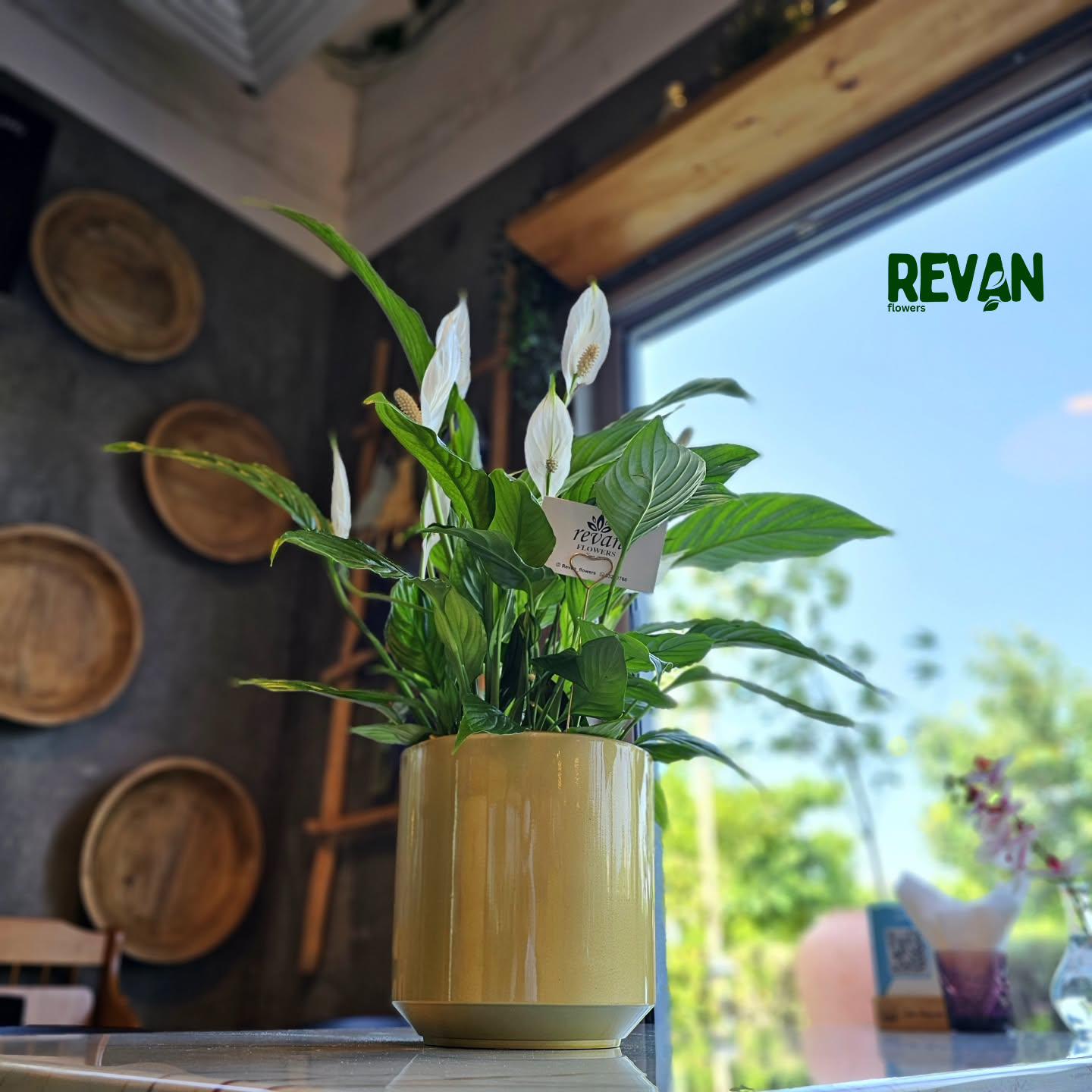 Healthy Peace Lily Spathiphyllum plant in a decorative yellow pot by Revan Flowers.