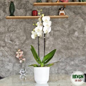 Stunning White Phalaenopsis Lazio Orchid in a decorative pot by Revan Flowers
