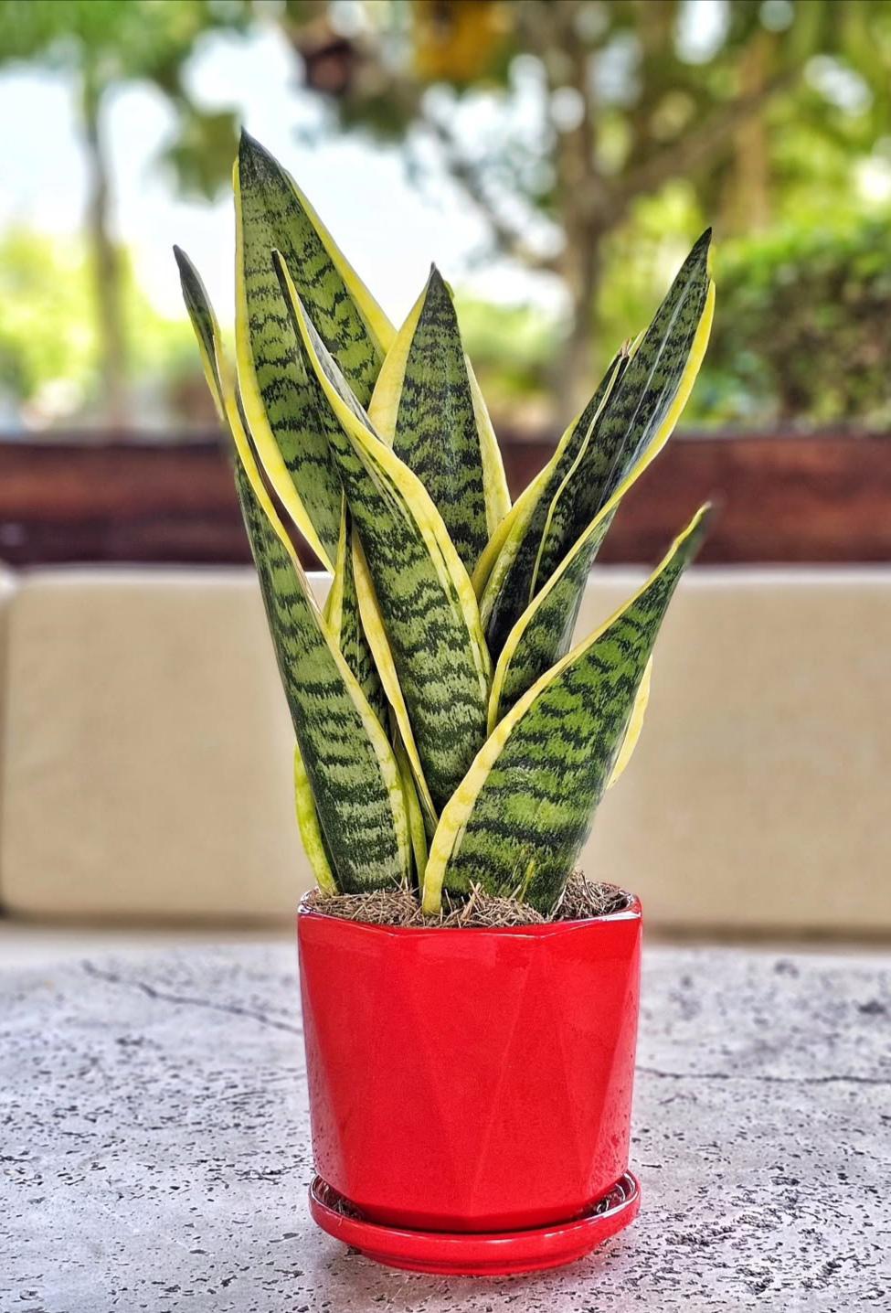 Sansevieria plant for indoor decor