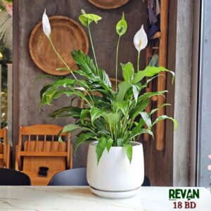 Peace Lily Spathiphyllum in a modern white ceramic pot by Revan Flowers
