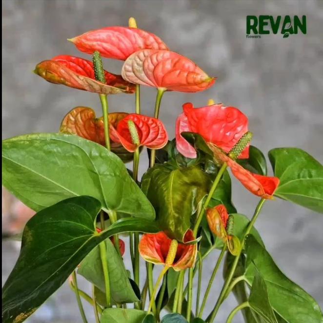 Anthurium Andreanum Flamingo Flower with Pot