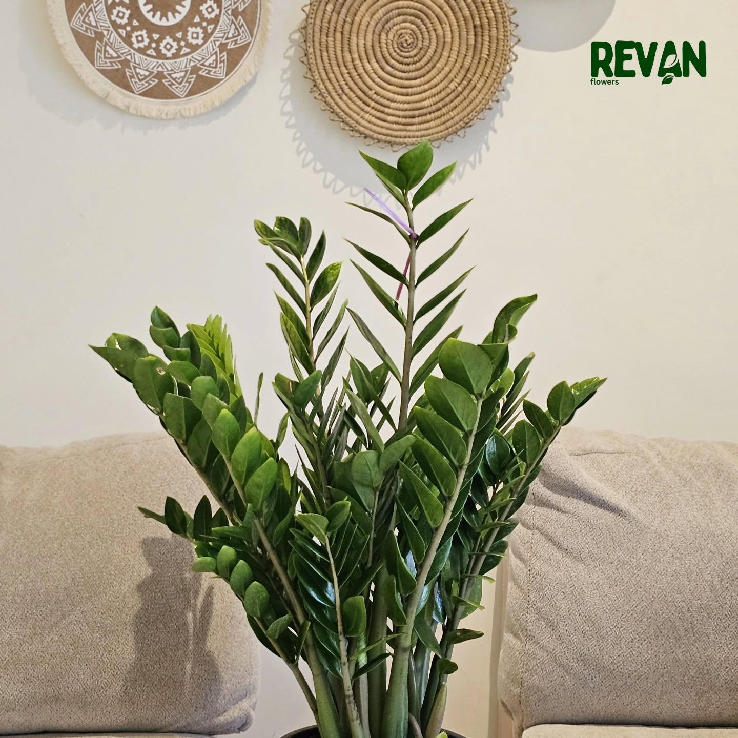 Zamia indoor plant with thick green leaves in a pot