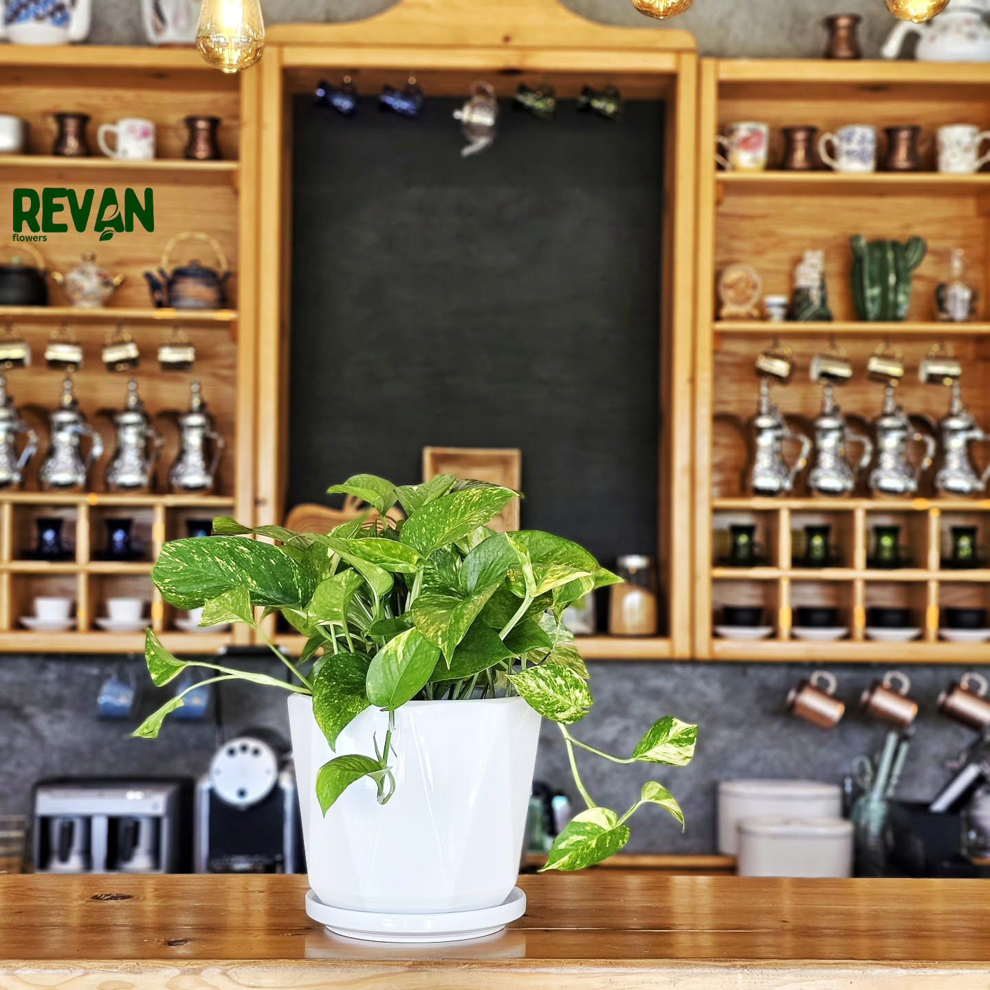 N'joy Pothos Plant