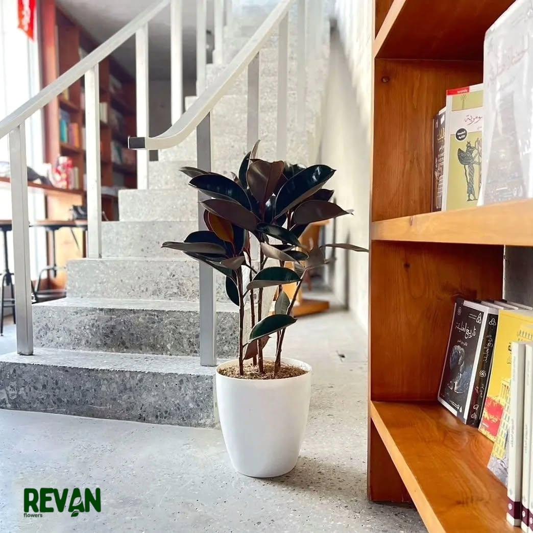 Indoor Rubber Plant with Premium Pot