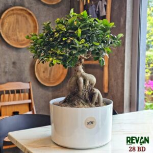 Ficus Bonsai Indoor Plant