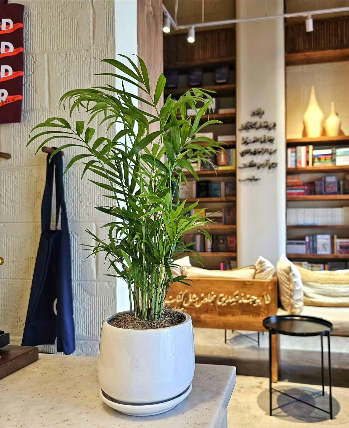 Dypsis lutescens Indoor Plant in Decorative Pot