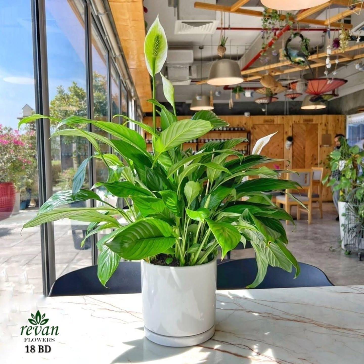 Beautiful Peace Lily Spathiphyllum indoor plant in a white pot by Revan Flowers.