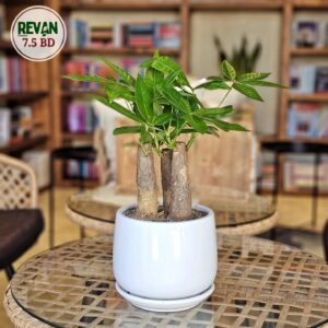 Pachira Aquatica Money Tree in pot