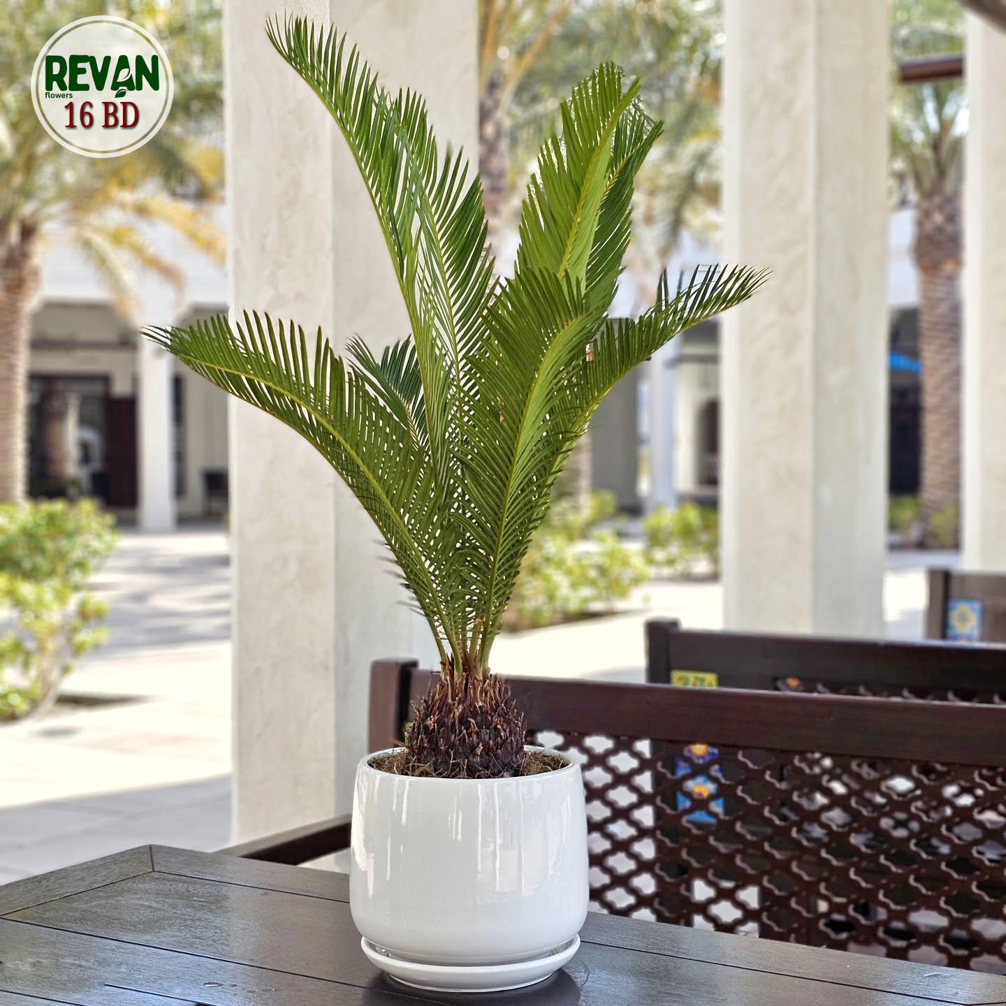 Cycas Palm Indoor Plant in Decorative Pot