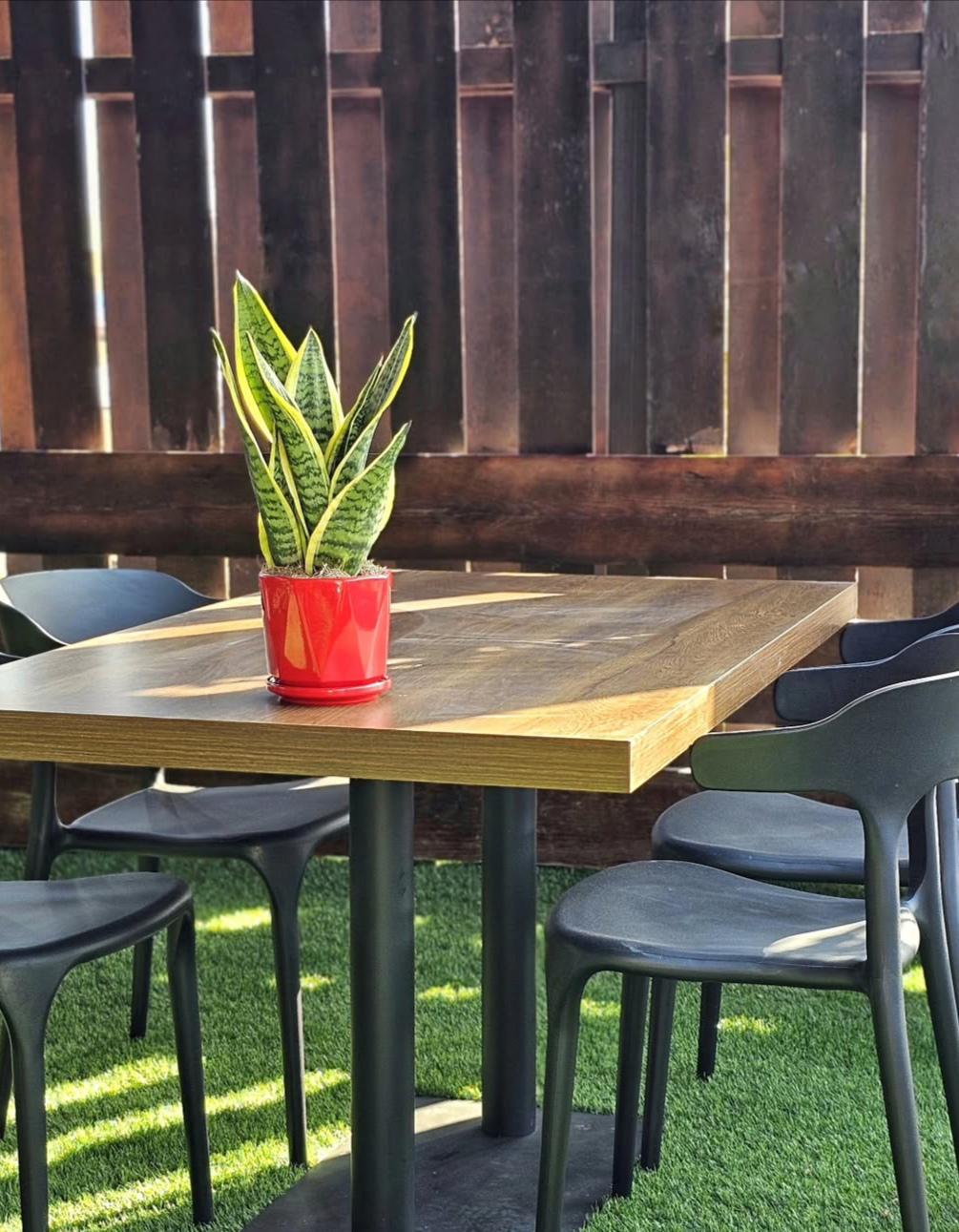Sansevieria plant for indoor decor