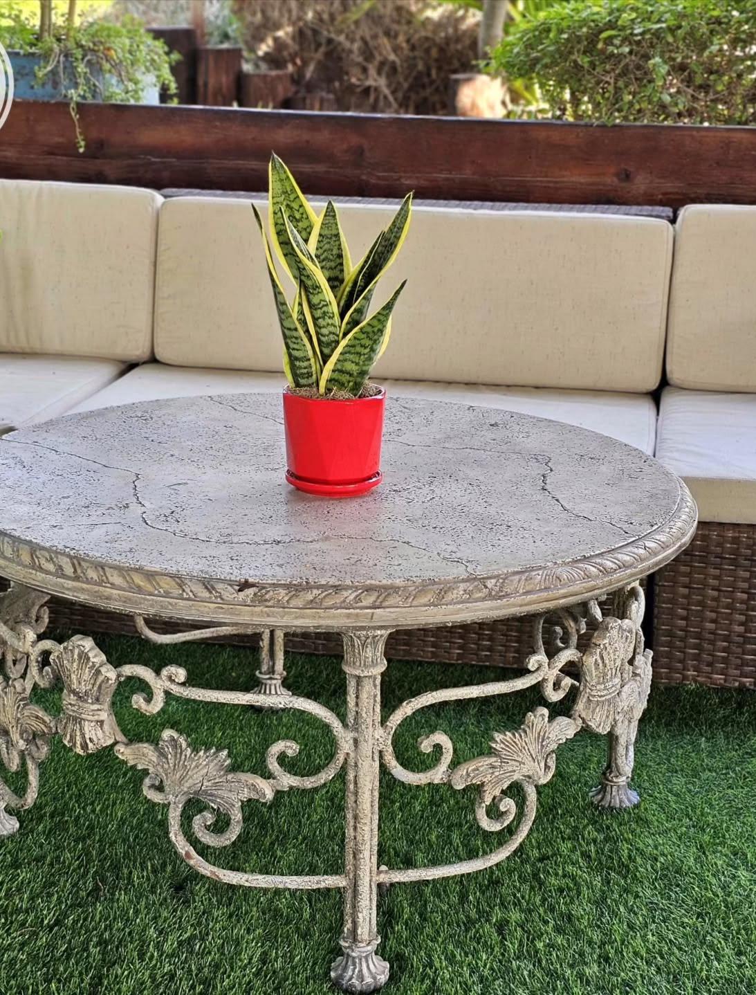Sansevieria plant for indoor decor