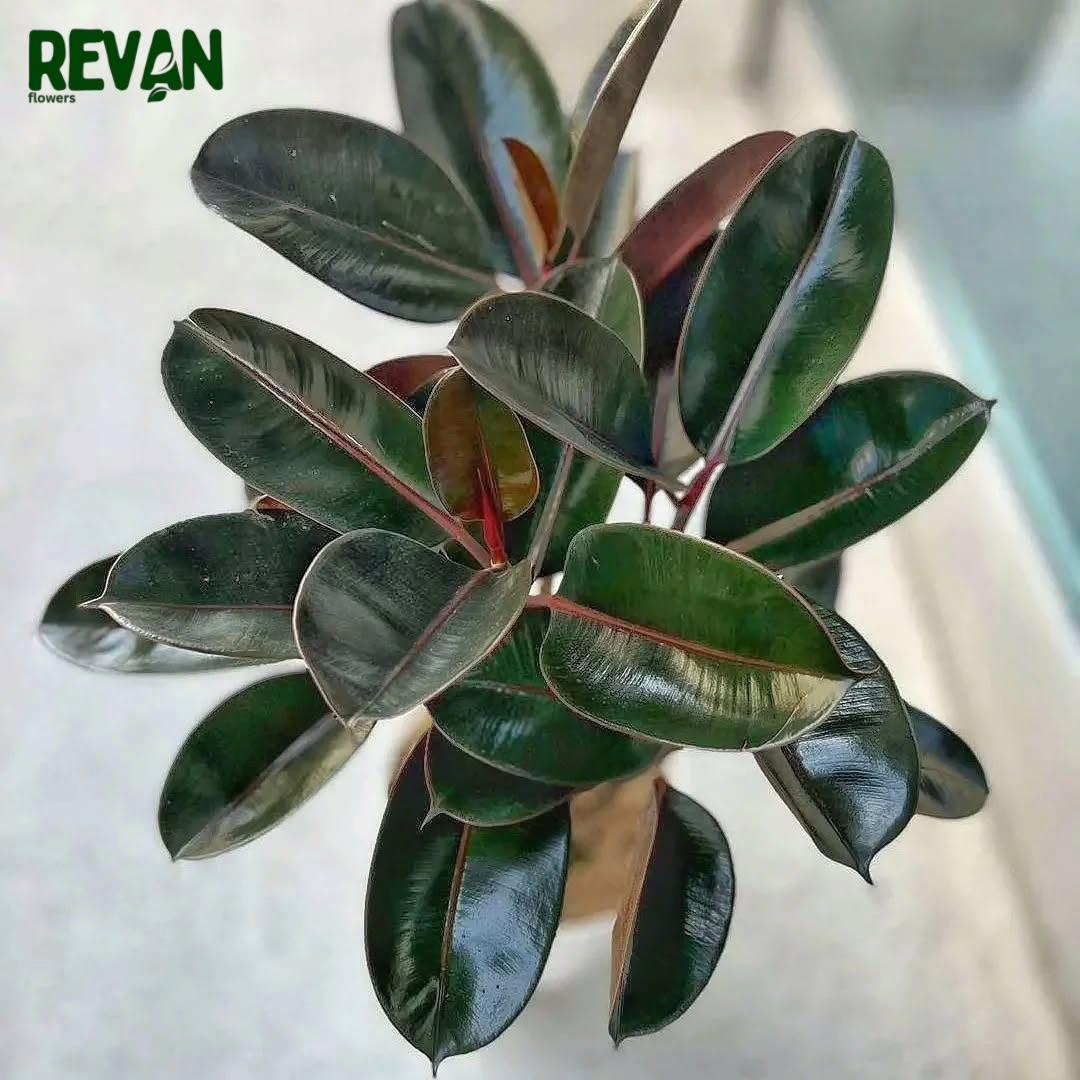 Indoor Rubber Plant with Premium Pot