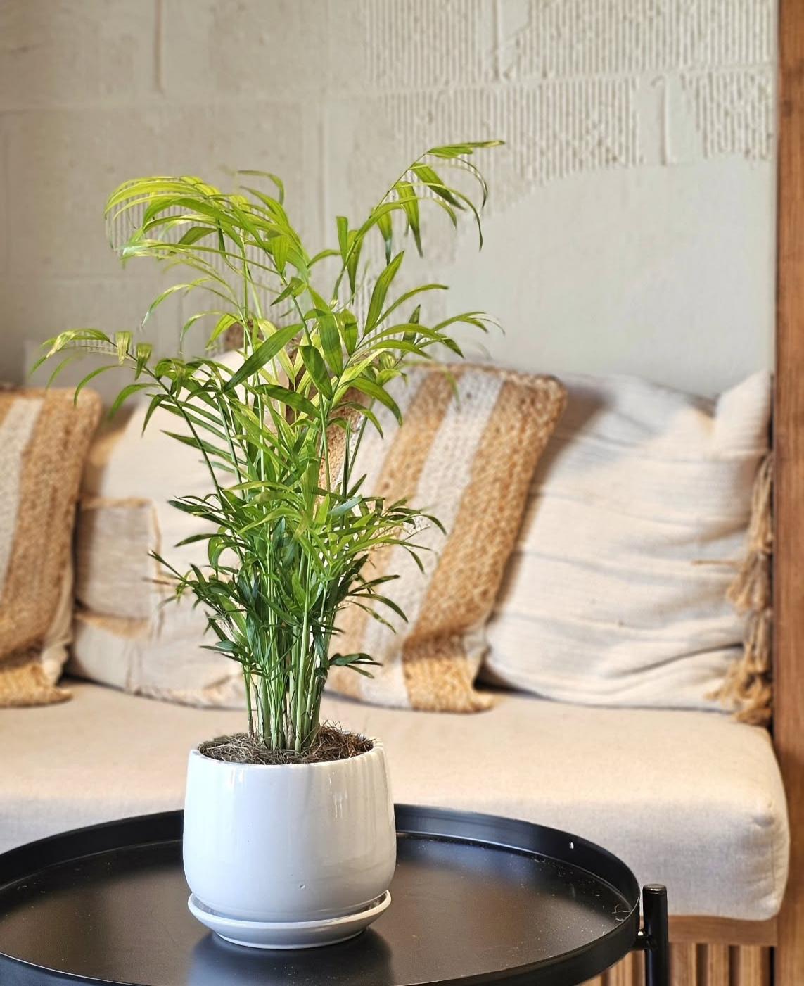 Dypsis lutescens Indoor Plant in Decorative Pot