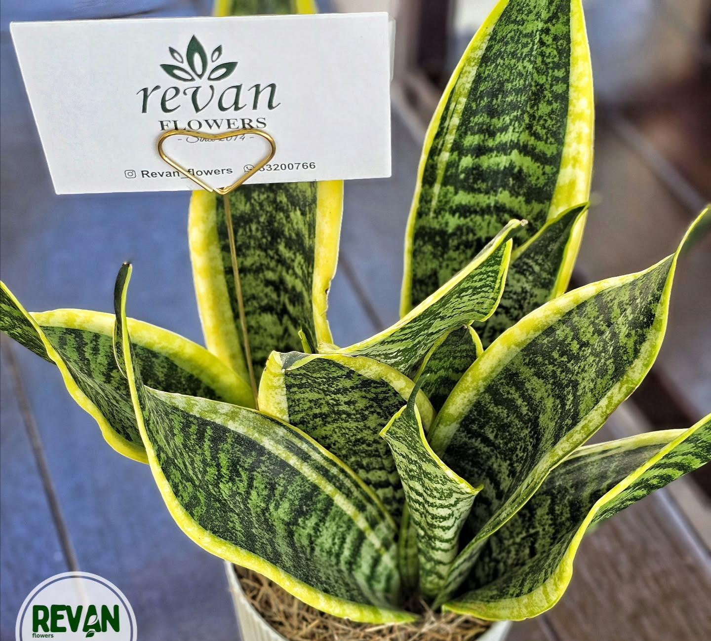 Sansevieria plant in a modern white pot