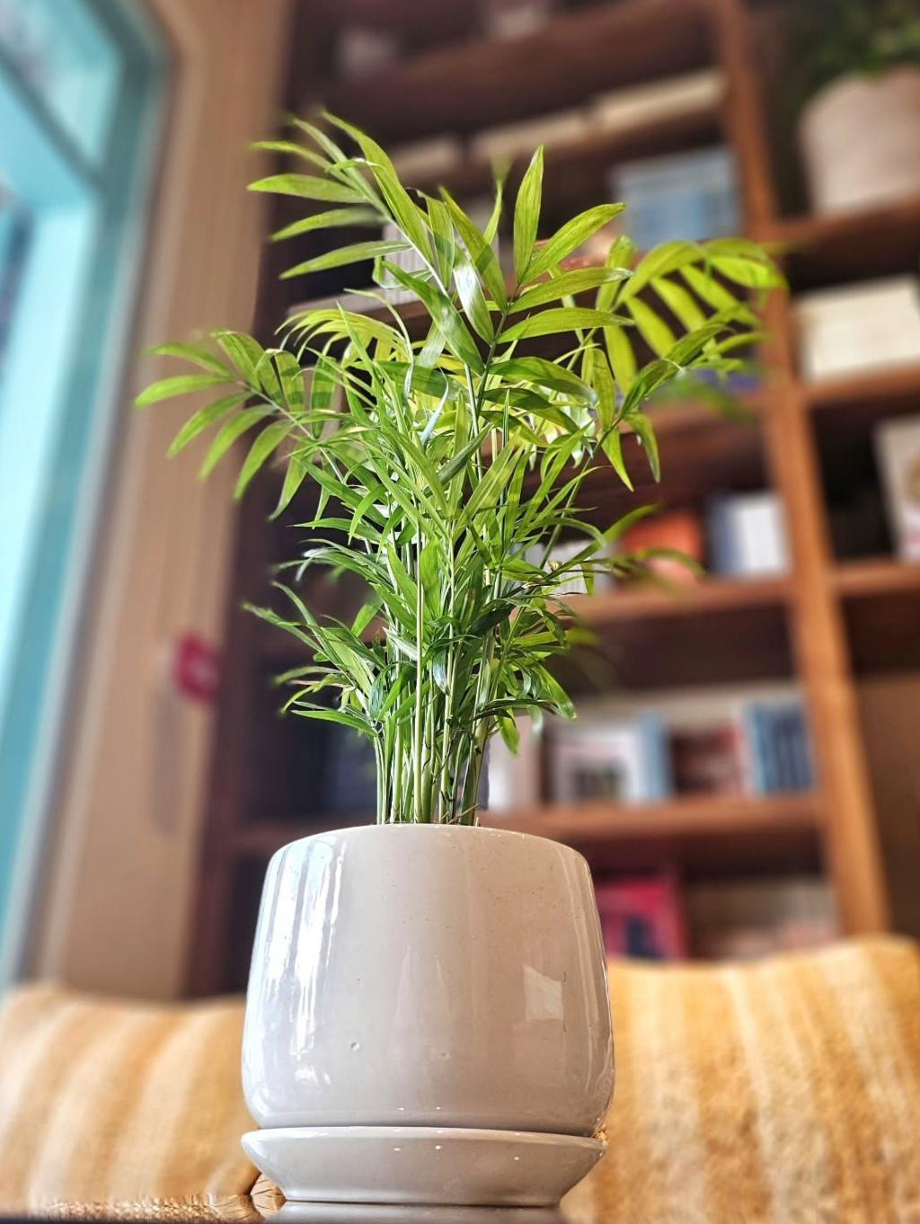 Dypsis lutescens Indoor Plant in Decorative Pot