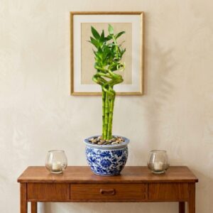 Premium Lucky Bamboo plant in a glass vase for home decor - Revan Flowers